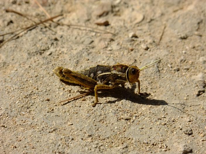 Endemismo lampedusano: Pamphagus ortolaniae